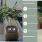 SmartJardin Expressif ✅ Jardinière intelligente Un plaisir sans fin